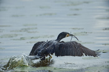 Faune des marais<br>NIKON D4, 700 mm, 1250 ISO,  1/3200 sec,  f : 6.3 